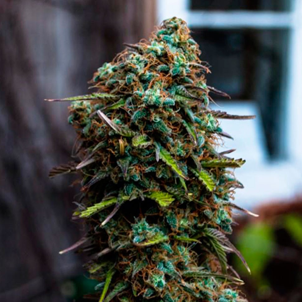 Семена марихуаны  Cheese regular Ganja Seeds