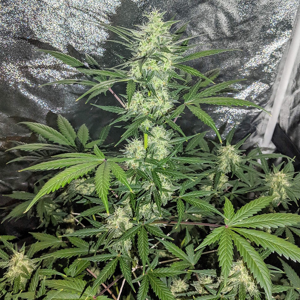 Семена конопли  Auto Maxigom x Northern Lights feminised Ganja Seeds
