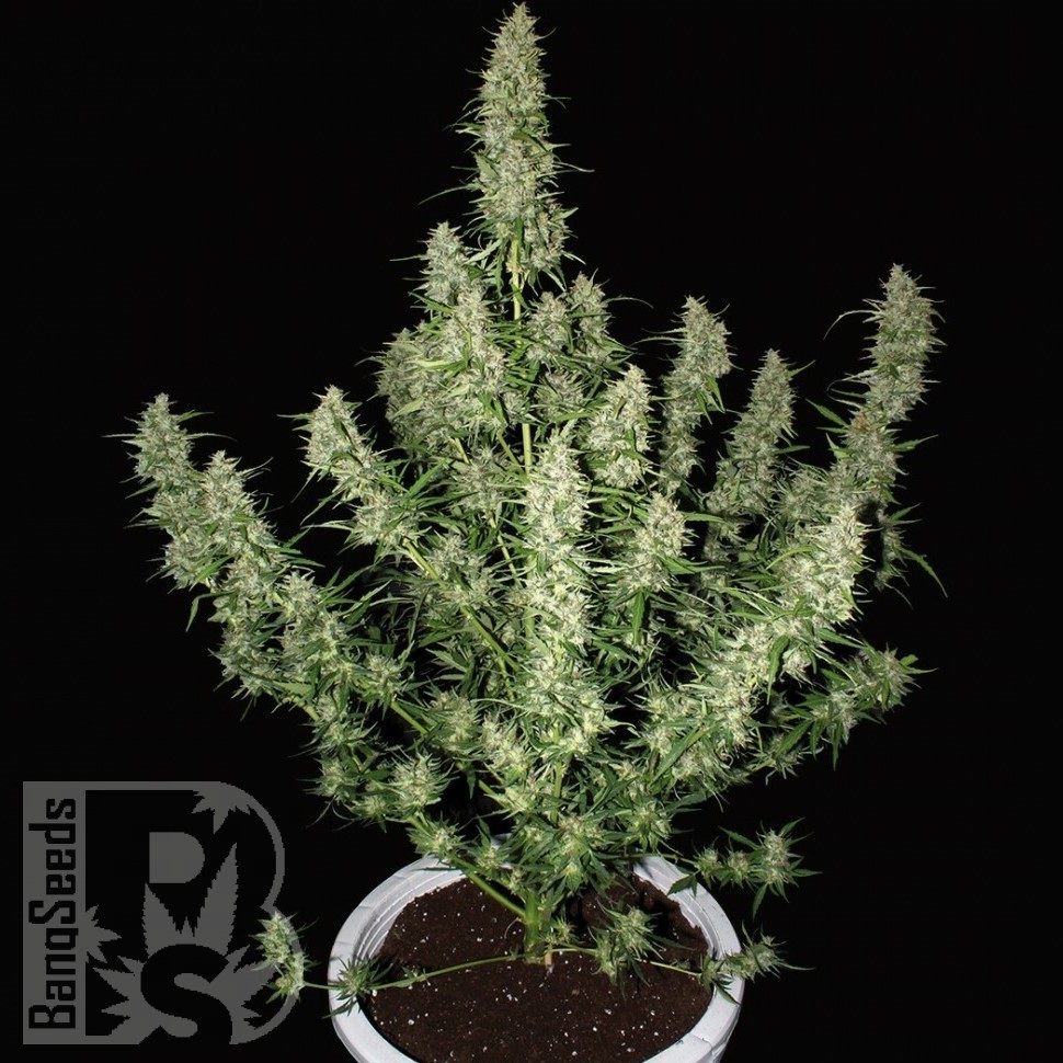 Семена  Auto Alakol feminised Bang Seeds