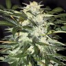 Семена  Auto Alakol feminised Bang Seeds