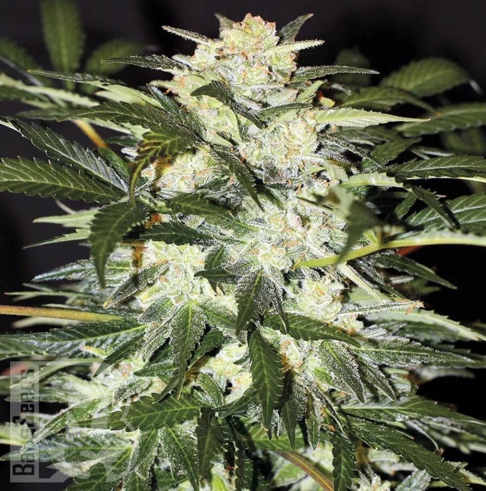Семена  Auto Alakol feminised Bang Seeds