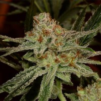 Karakum feminised Bang Seeds