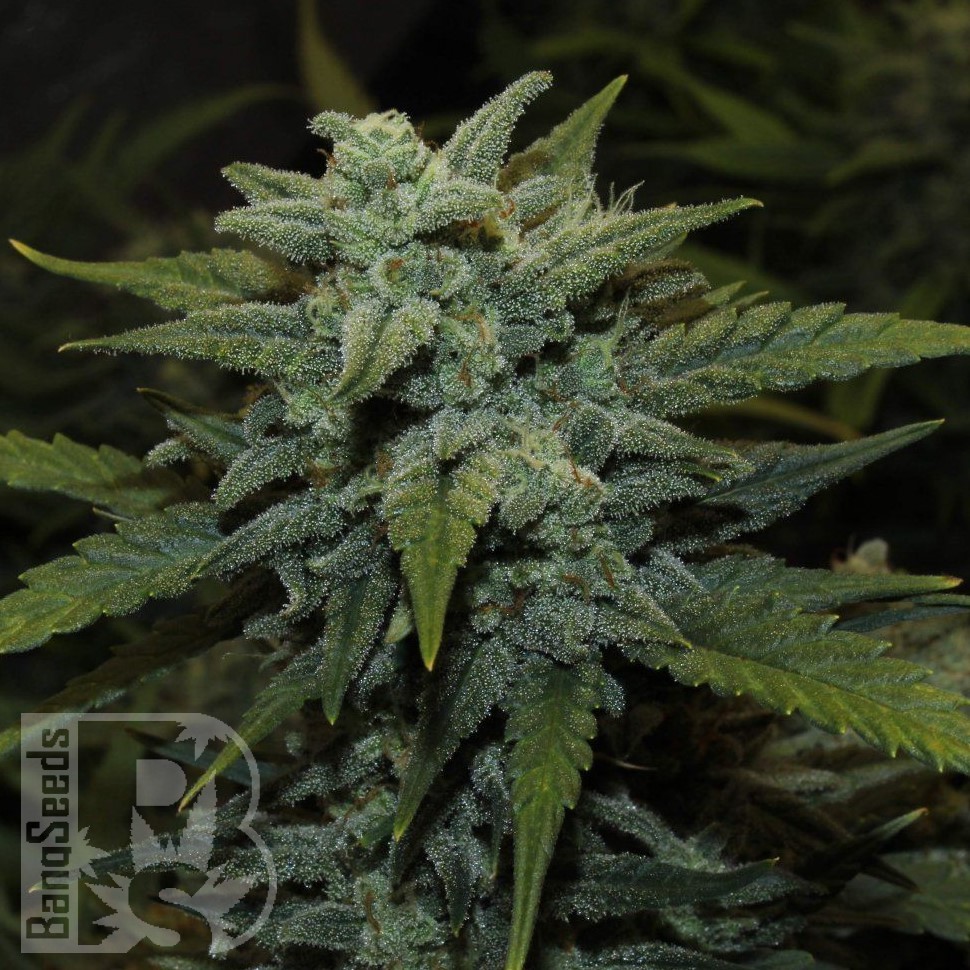 Семена  Karakum feminised Bang Seeds