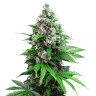 Качественные семена конопли в Казахстане Auto Killer Kush feminised Ganja Seeds