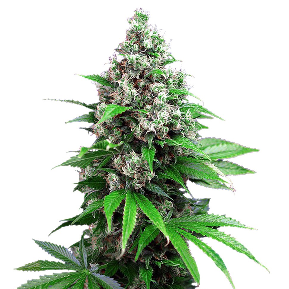 Семена конопли  Auto Killer Kush feminised Ganja Seeds