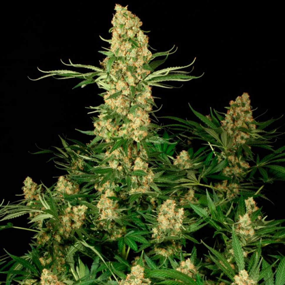 Семена конопли  Wappa feminised Ganja Seeds