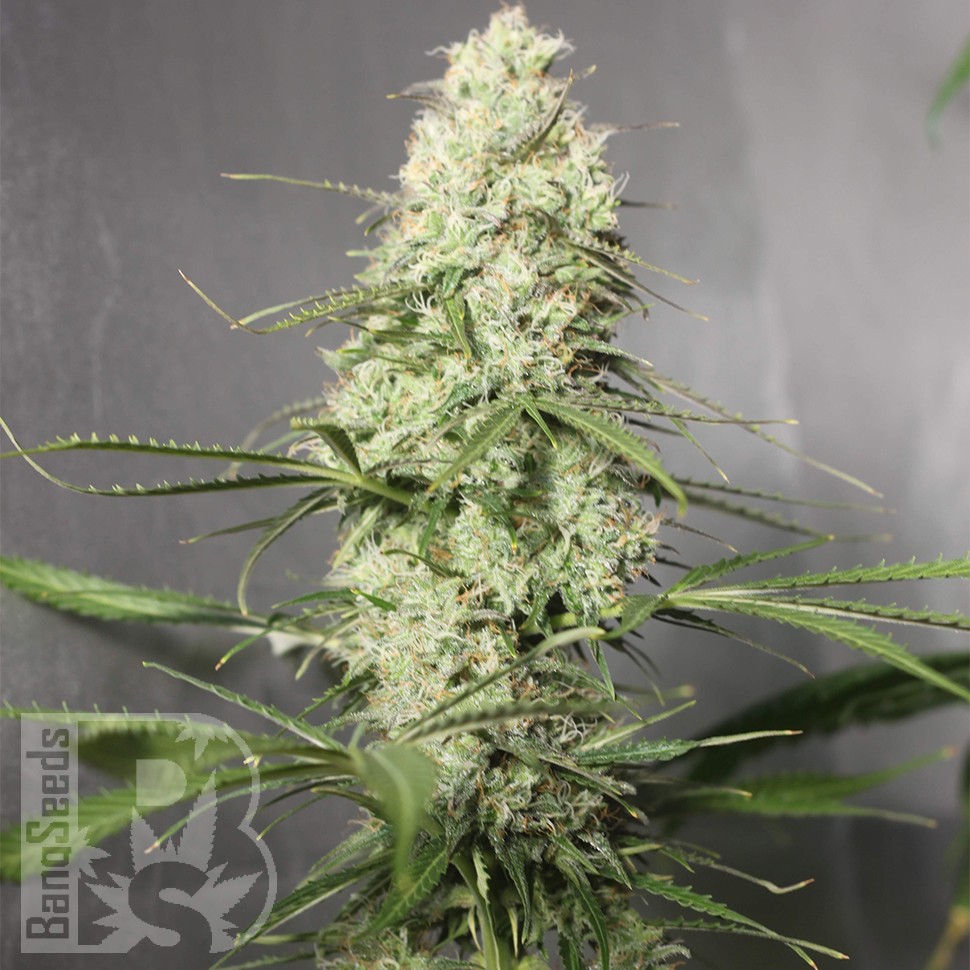 Семена каннабиса  Auto Green Crack CBD feminised Ganja Seeds