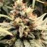 Семена марихуаны  Семена Mandarine feminised Ganja Seeds