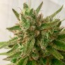 Семена марихуаны  Семена Mandarine feminised Ganja Seeds