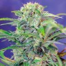 Семена марихуаны  Семена Mandarine feminised Ganja Seeds