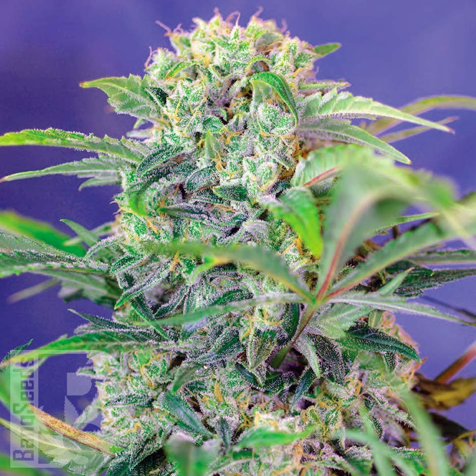 Семена марихуаны  Семена Mandarine feminised Ganja Seeds