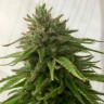Семена марихуаны  Семена Mandarine feminised Ganja Seeds