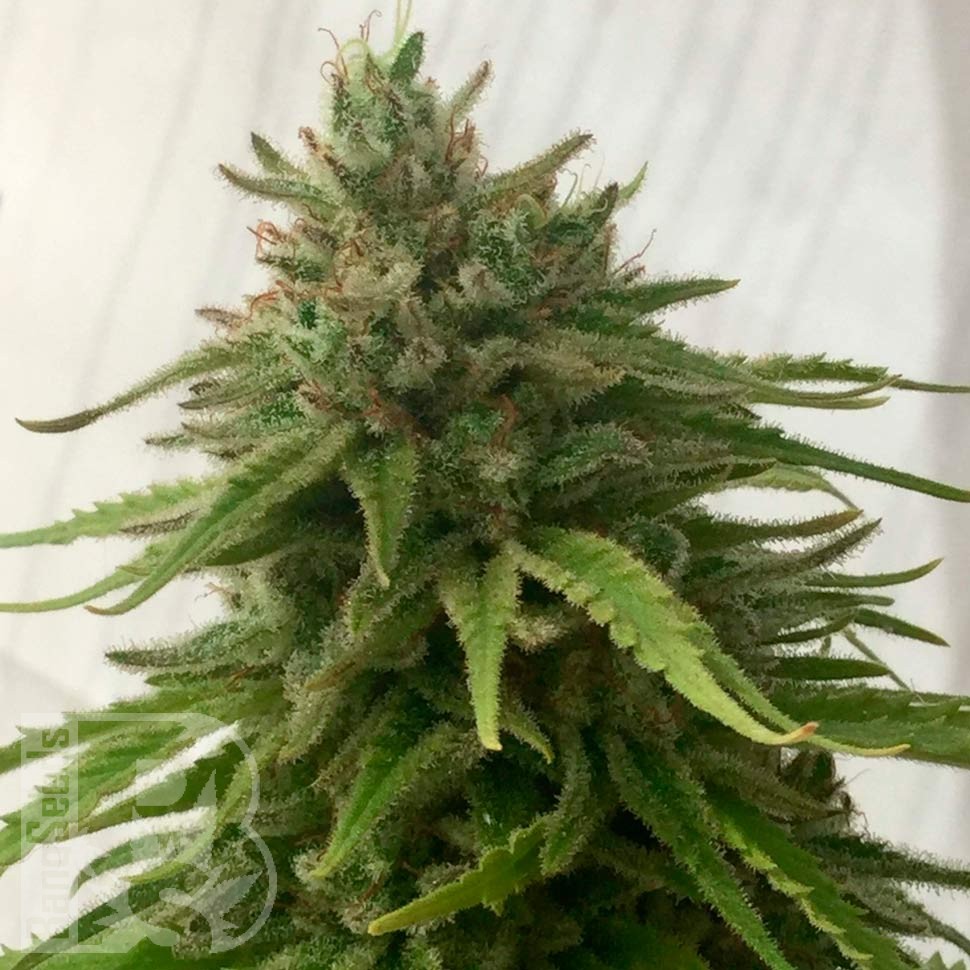 Семена марихуаны  Семена Mandarine feminised Ganja Seeds