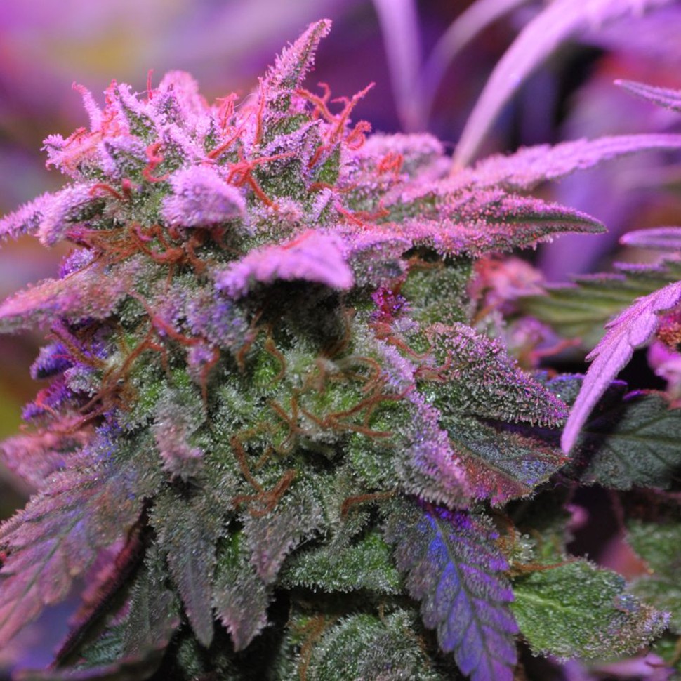 Семена каннабиса  Critical Sensi Star feminised Ganja Seeds