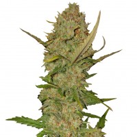 Karasora feminised Bang Seeds
