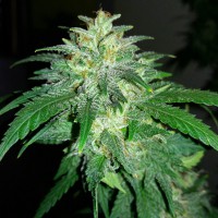 Auto Bubba Kush feminised Ganja Seeds
