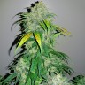 Семена каннабиса Auto Bubba Kush feminised Ganja Seeds