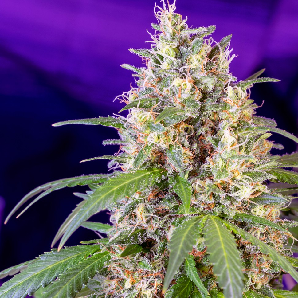 Семена каннабиса  Auto Crystal Candy feminised Ganja Seeds