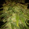 Семена недорого Auto Himalaya Blue Diesel feminised Ganja Seeds