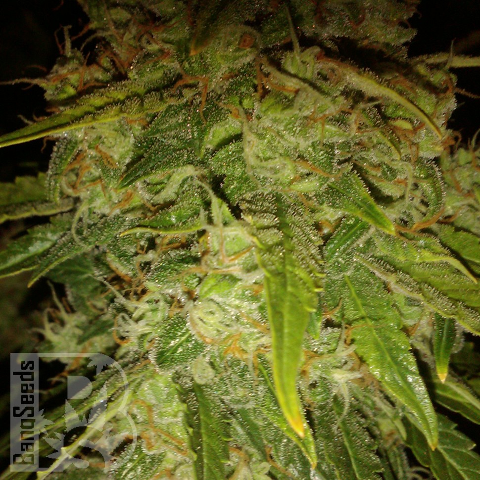 Семена недорого Auto Himalaya Blue Diesel feminised Ganja Seeds