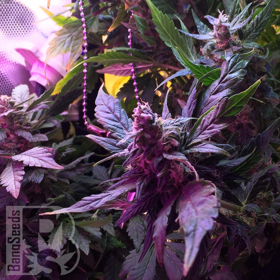 Семена конопли  Auto Himalaya Blue Diesel feminised Ganja Seeds