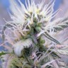 Качественные семена конопли Auto Himalaya Blue Diesel feminised Ganja Seeds