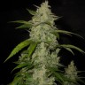 Семена конопли  Auto Himalaya Blue Diesel feminised Ganja Seeds