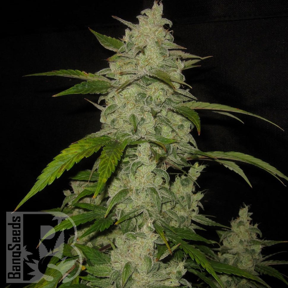 Семена конопли  Auto Himalaya Blue Diesel feminised Ganja Seeds