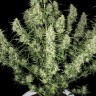Семена конопли  Auto Himalaya Blue Diesel feminised Ganja Seeds