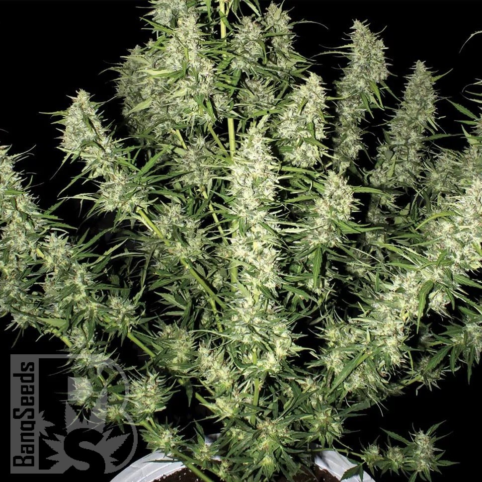 Семена конопли  Auto Himalaya Blue Diesel feminised Ganja Seeds
