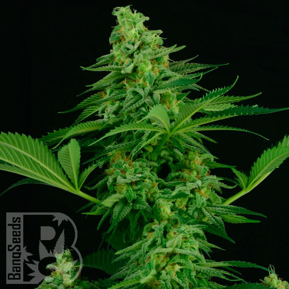 Семена конопли  Critical CBG feminised Ganja Seeds