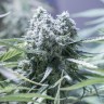 Семена конопли  Critical CBG feminised Ganja Seeds