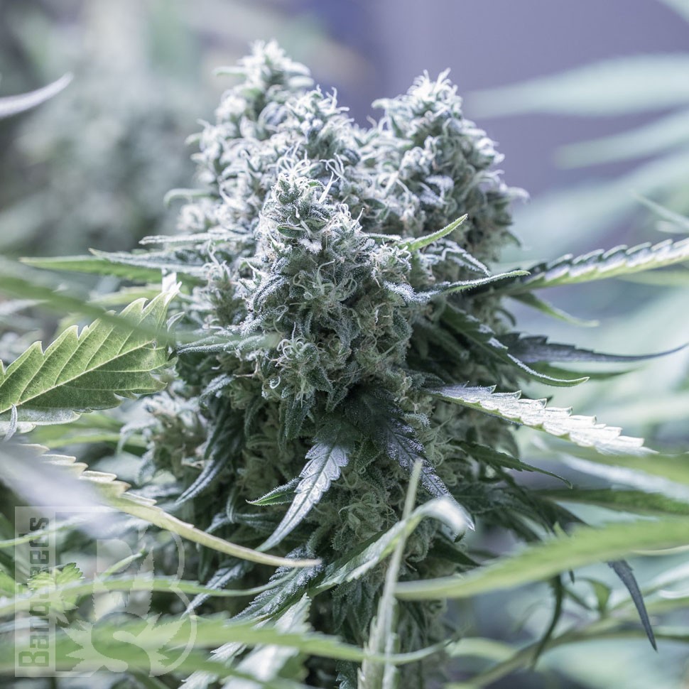 Семена конопли  Critical CBG feminised Ganja Seeds