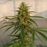 купить семена конопли дешево Auto Lennon reg