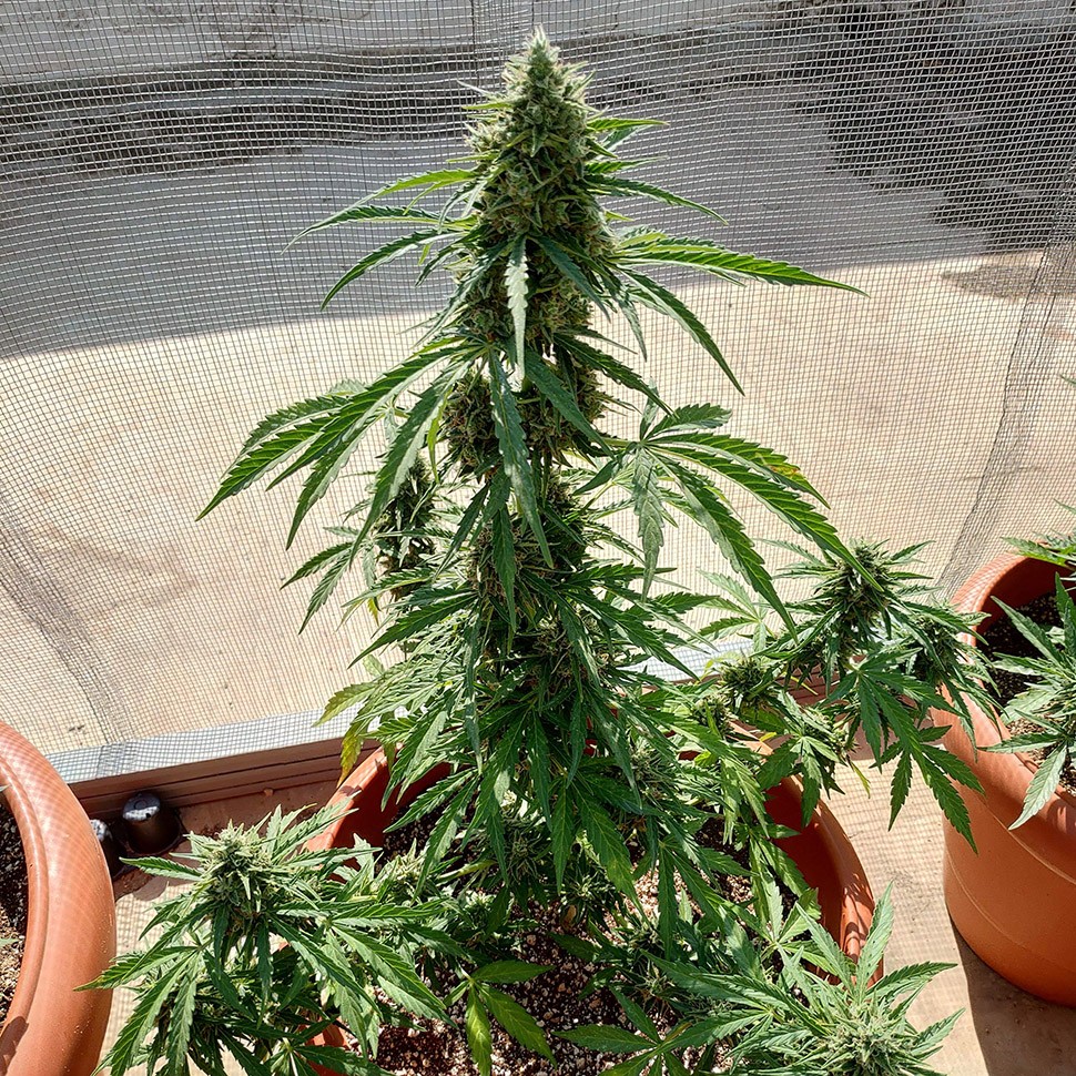 где заказать семена конопли Auto Lennon reg