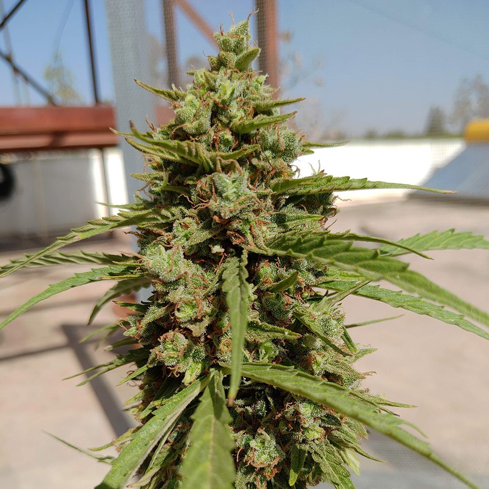 Семена  Auto Lennon regular Ganja Seeds