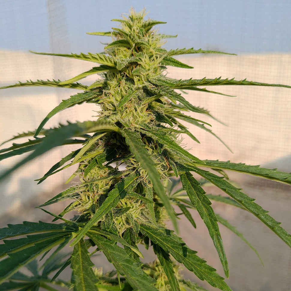 купить семена конопли с доставкой Auto Lennon reg