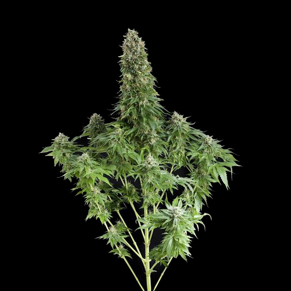 Семена  White Siberian feminised Ganja Seeds