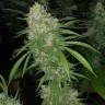 Семена  White Siberian feminised Ganja Seeds