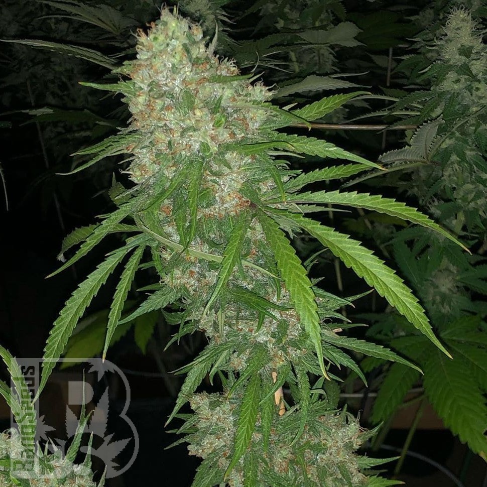 Семена  White Siberian feminised Ganja Seeds