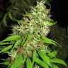 Семена ганжа  Critical Super Silver Haze feminised Ganja Seeds