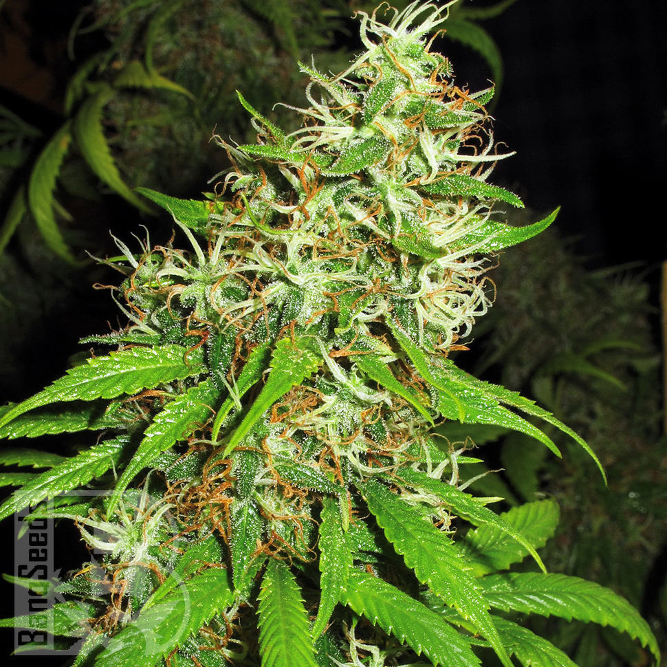 Семена ганжа  Critical Super Silver Haze feminised Ganja Seeds