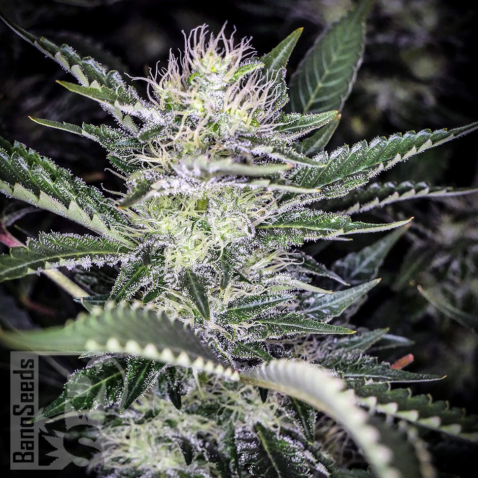 Семена каннабиса  Auto Atameken feminised Bang Seeds