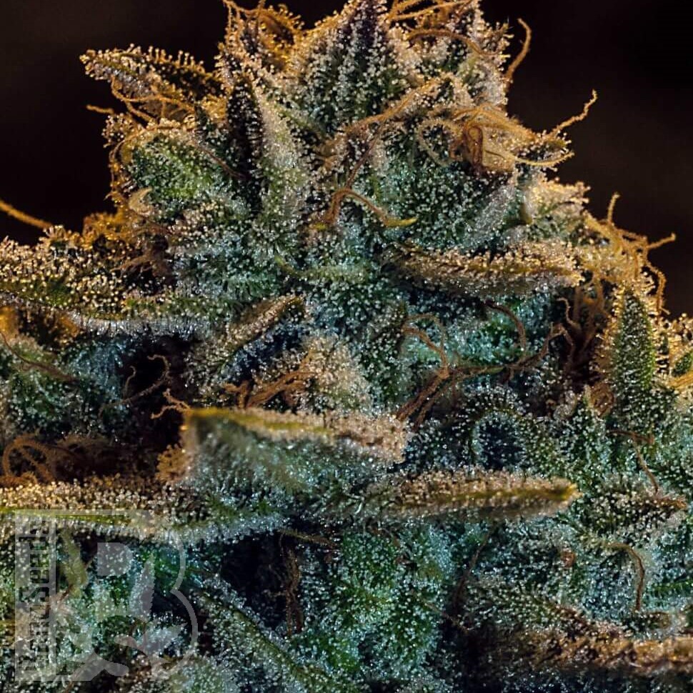 Семена каннабиса  Auto Atameken feminised Bang Seeds