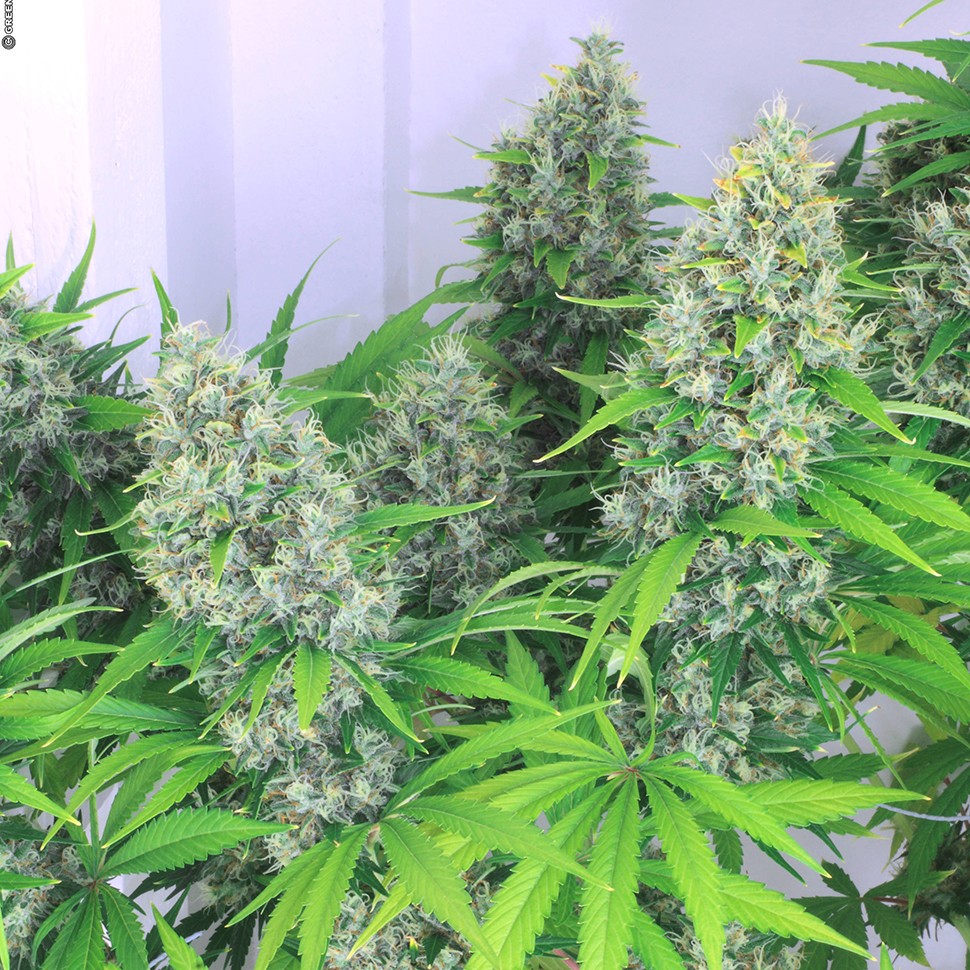 Семена марихуаны  Karatal feminised Bang Seeds