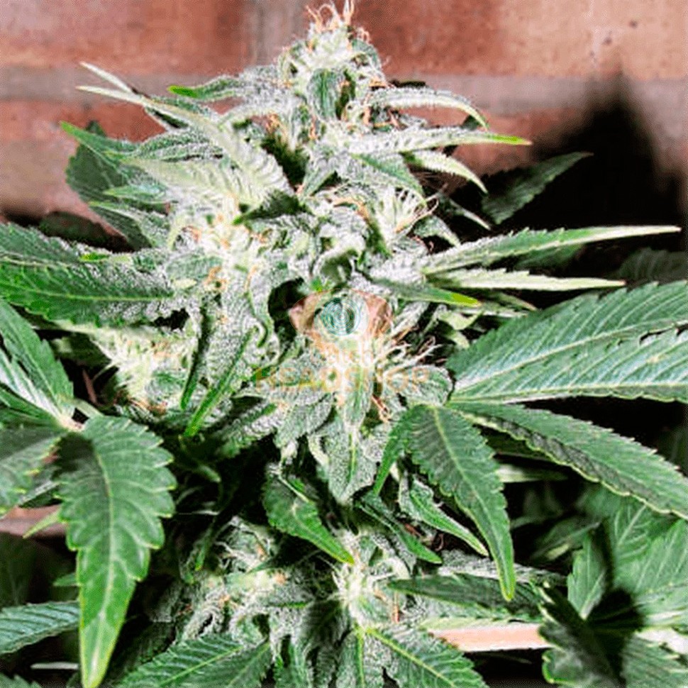 Семена конопли Auto Euphoria feminised Ganja Seeds