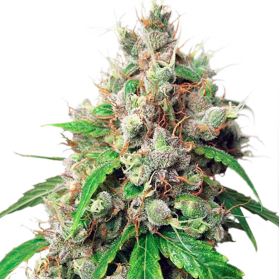 Семена  Auto Euforia feminised Ganja Seeds