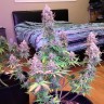 Семена марихуаны Auto Blue Mazar feminised Ganja Seeds