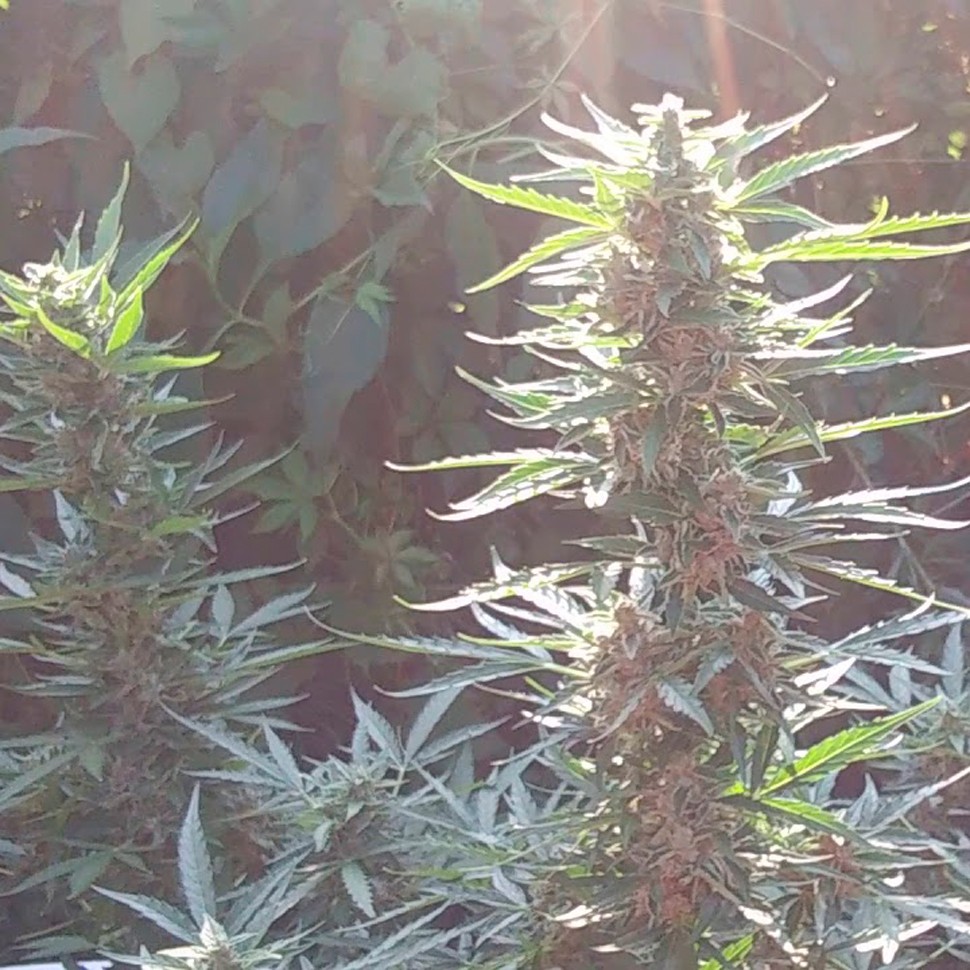 Семена конопли  Auto Blue Mazar feminised Ganja Seeds
