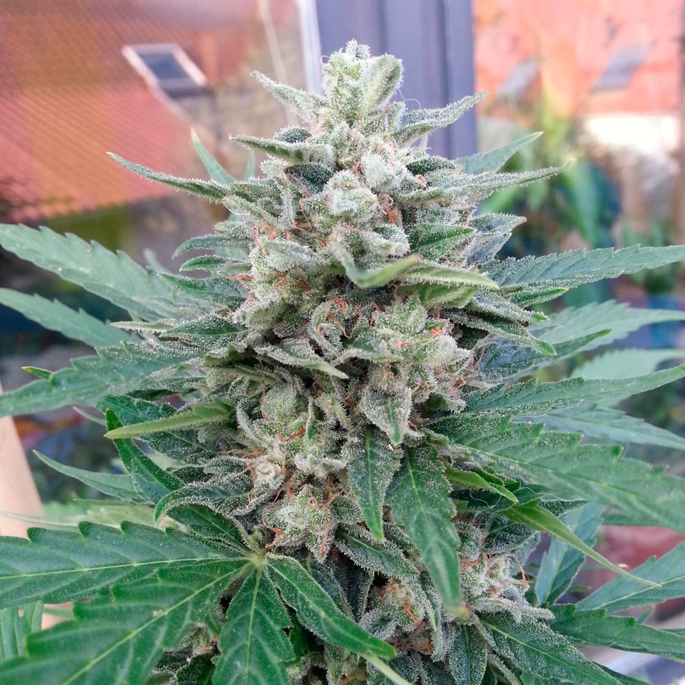 Недорогие семена конопли Auto Blue Mazar feminised Ganja Seeds